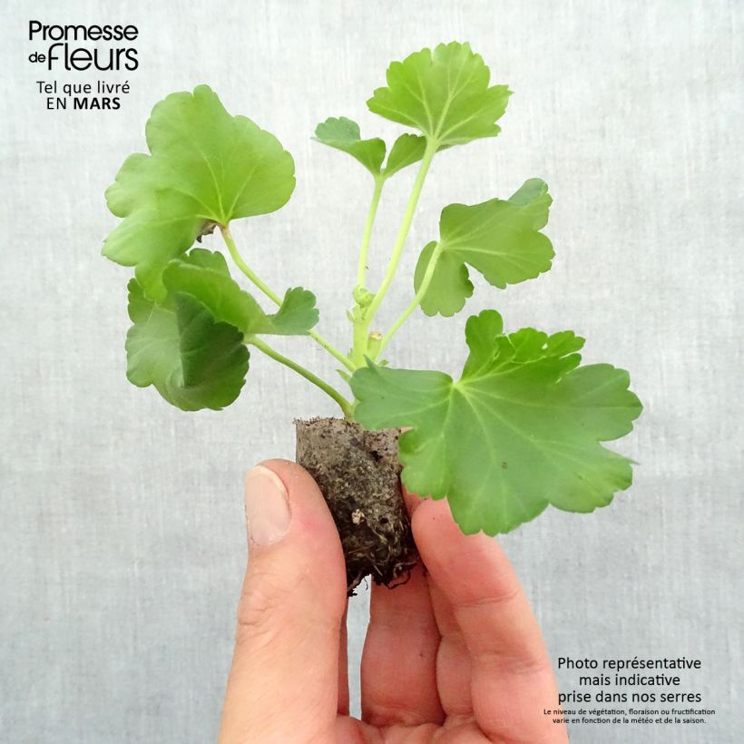 Pelargonium hortorum Candy Rose Plug plant 3/4cm sample as delivered in spring