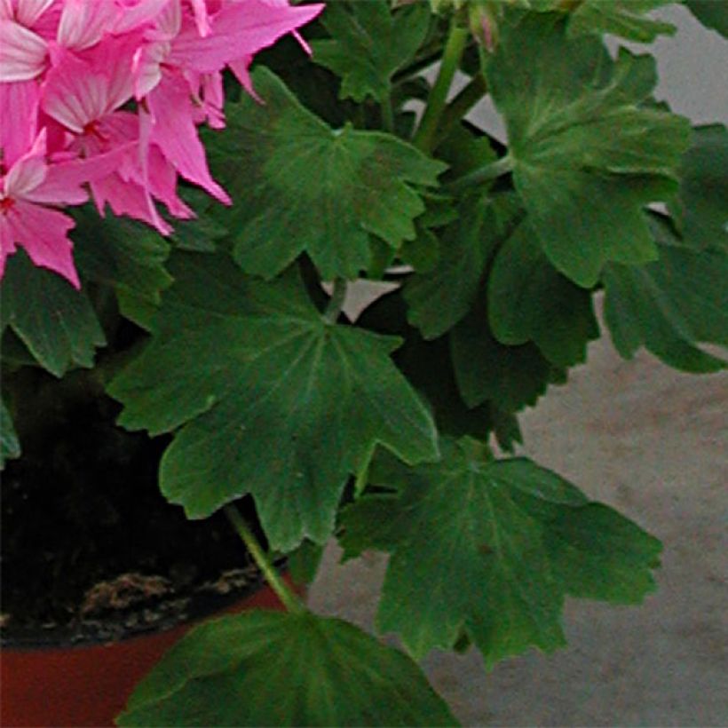 Pelargonium hortorum Fireworks Pink (Foliage)