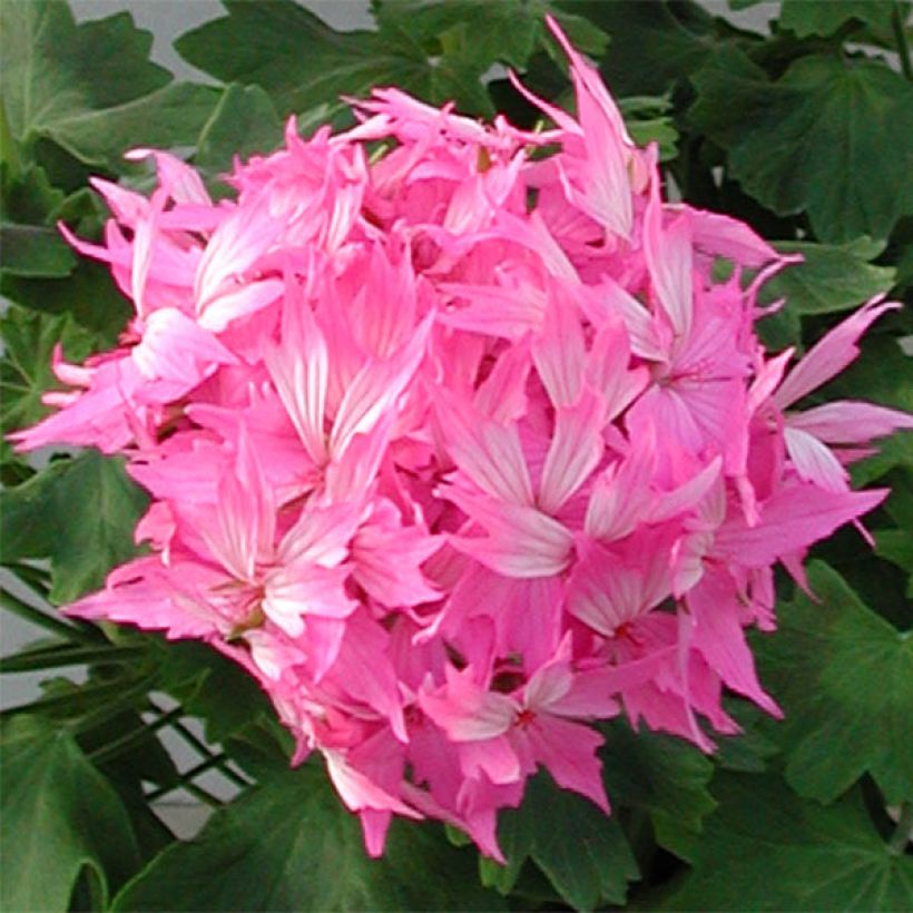 Pelargonium hortorum Fireworks Pink (Flowering)