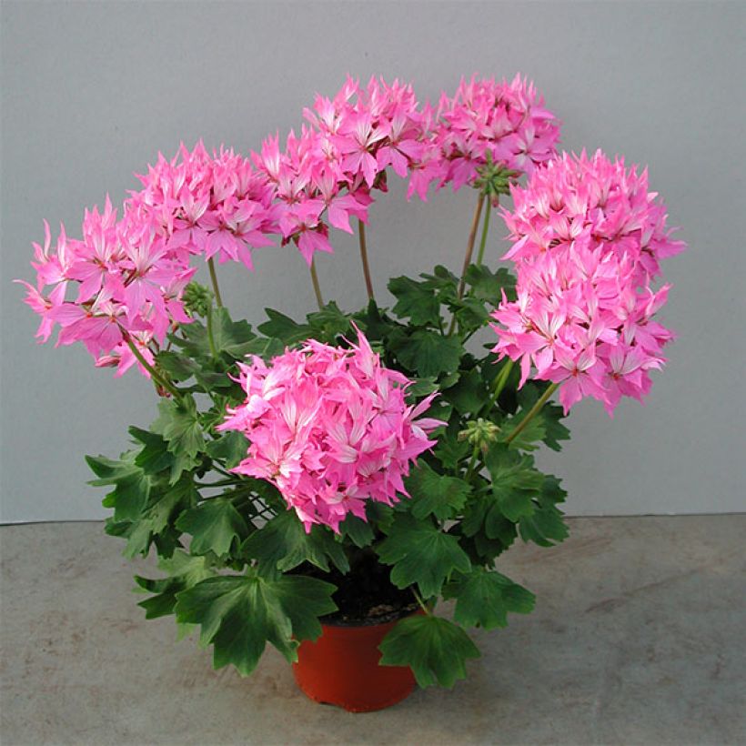 Pelargonium hortorum Fireworks Pink (Plant habit)