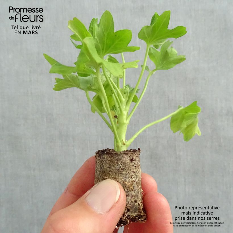 Pelargonium hortorum Fireworks Pink Plug plant 3/4cm sample as delivered in spring