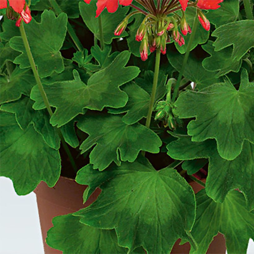 Pelargonium hortorum Fireworks Red-White (Foliage)