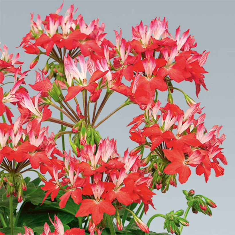 Pelargonium hortorum Fireworks Red-White (Flowering)