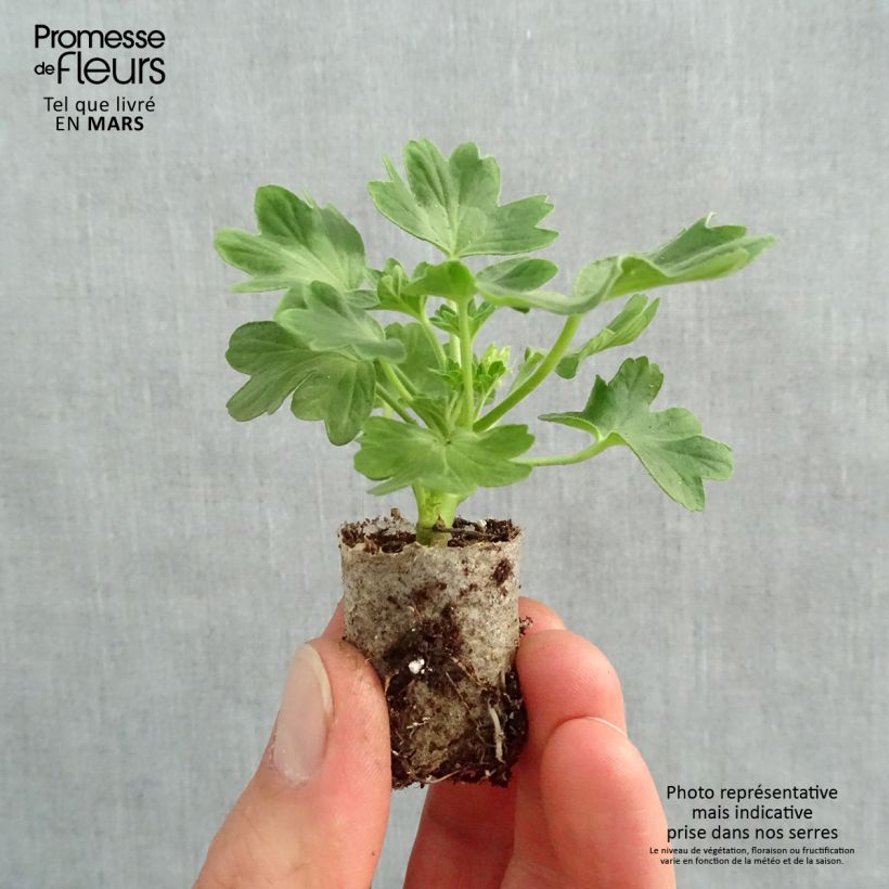 Pelargonium hortorum Fireworks Red-White Plug plant 3/4cm sample as delivered in spring