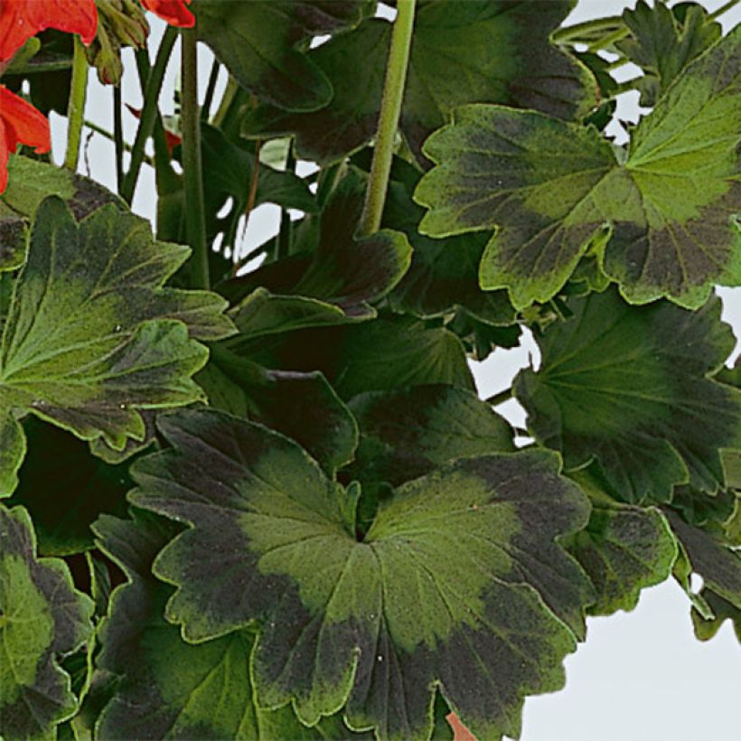 Pelargonium hortorum Fireworks Scarlet (Foliage)