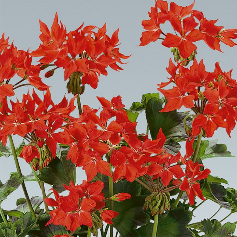 Pelargonium hortorum Fireworks Scarlet (Flowering)