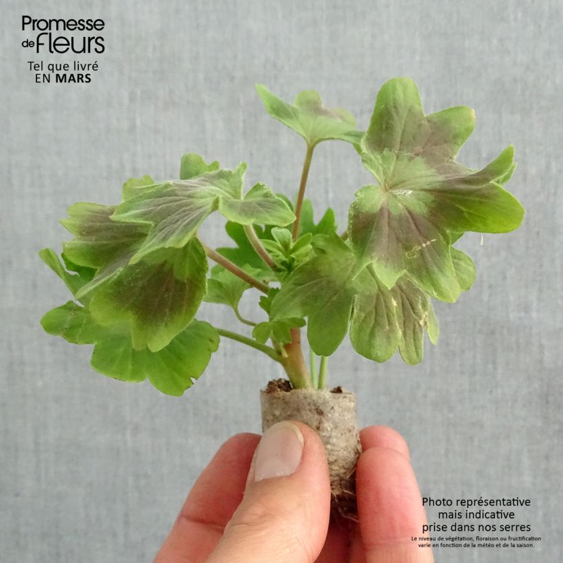 Pelargonium hortorum Fireworks Scarlet Plug plant 3/4cm sample as delivered in spring