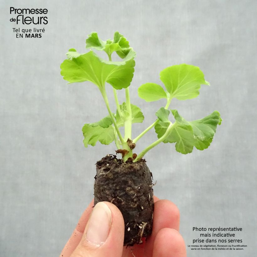 Pelargonium Flic Flac Violet Nova Plug plant 3/4cm sample as delivered in spring