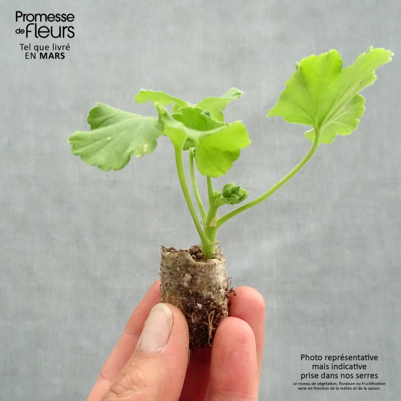 Pelargonium Flower Fairy Red Splash Plug plant 3/4cm sample as delivered in spring