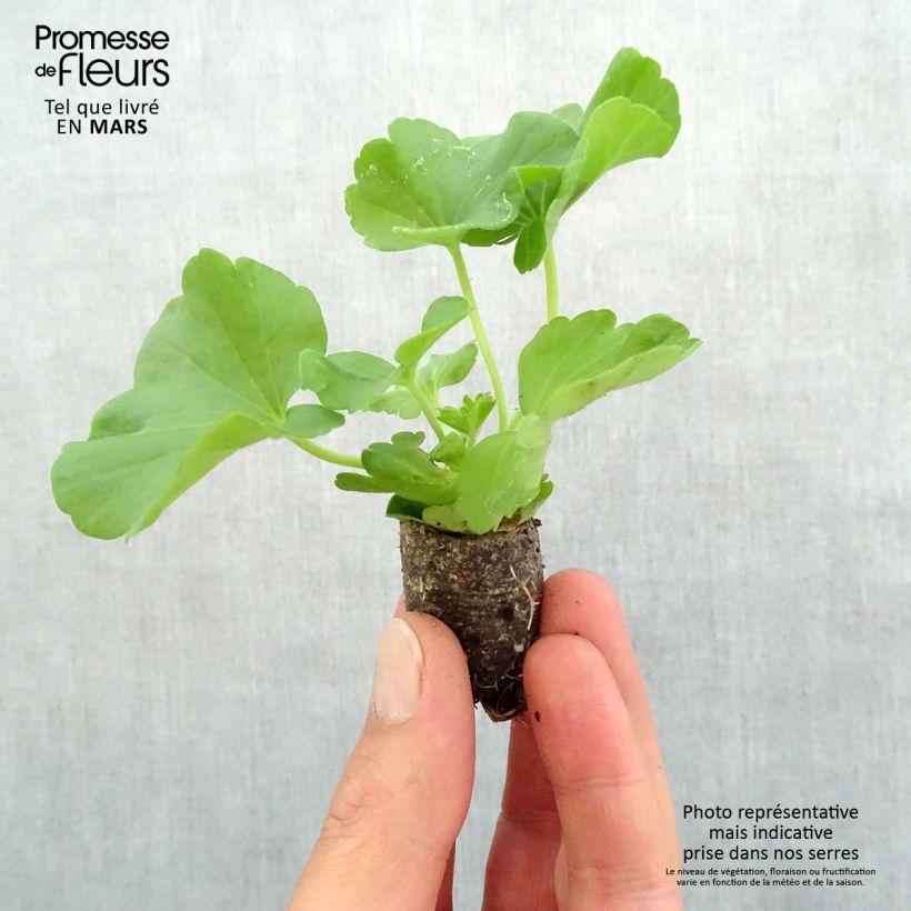 Pelargonium  hortorum Flowerfairy White Splash Plug plant 3/4cm sample as delivered in spring