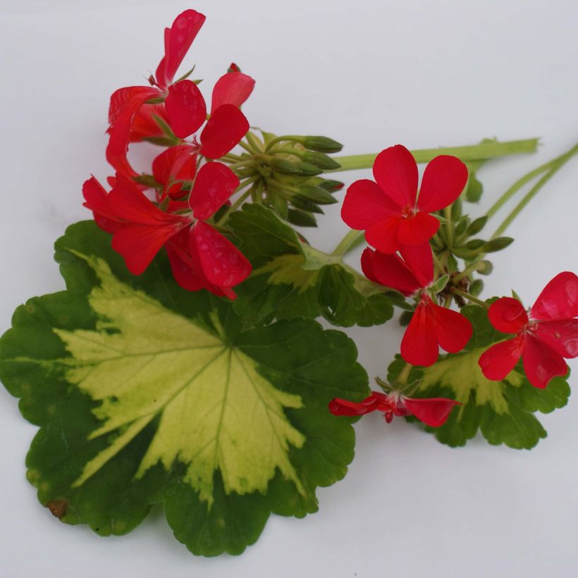 Pelargonium Happy Thought (Foliage)