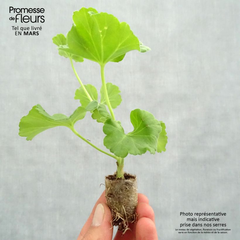 Pelargonium Iceberg Plug plant 3/4cm sample as delivered in spring