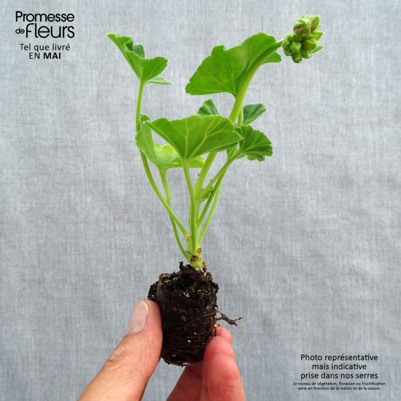 Pelargonium Icecrystal Plug plant 3/4cm sample as delivered in spring