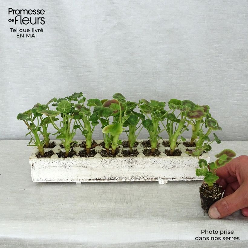 Pelargonium hortorum Inspire Mix Plug plants 3.8 x 3.2cm - Tray of 16 sample as delivered in spring