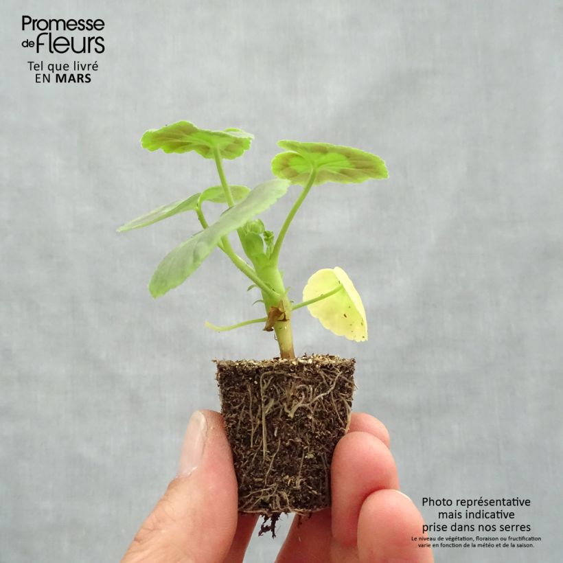 Pelargonium hortorum Inspire Mix sample as delivered in spring