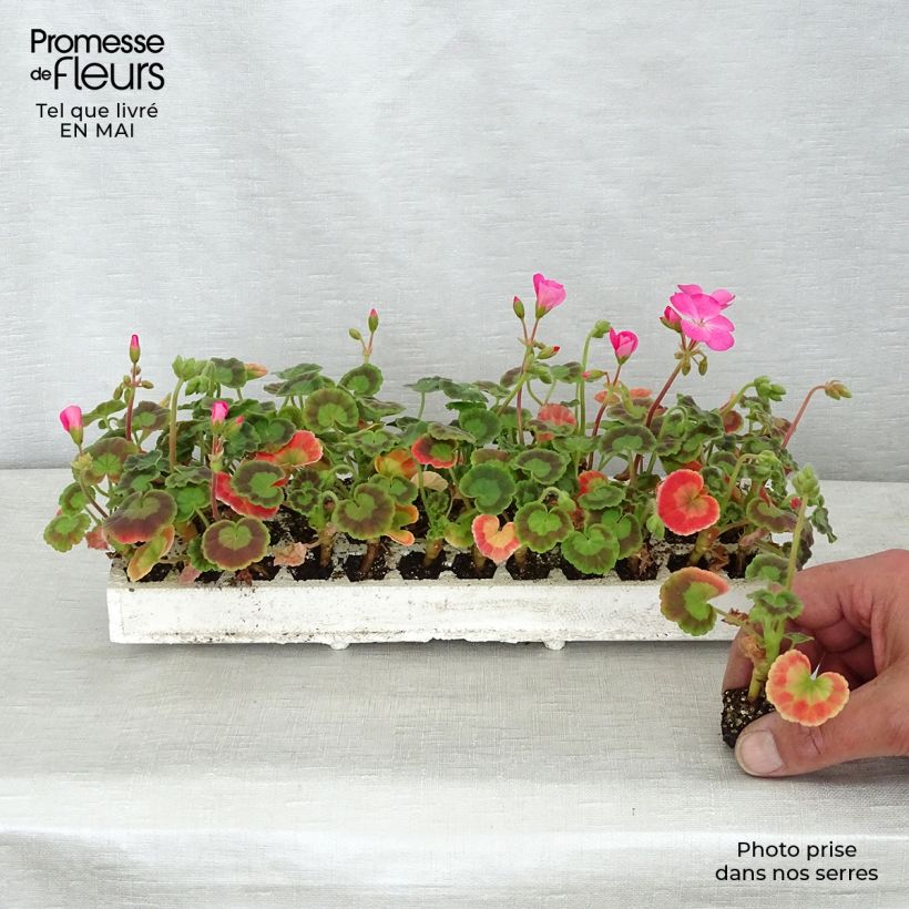 Pelargonium hortorum Inspire Mix Plug plant 2.2cm x 2cm - Tray of 35 sample as delivered in spring