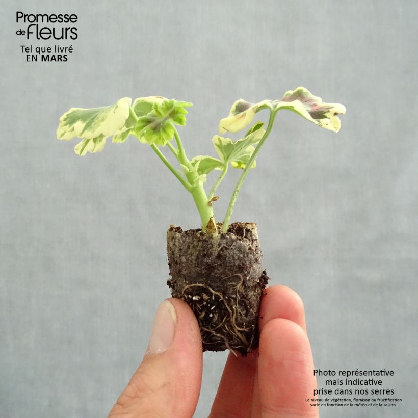Pelargonium Brocade Mrs Pollock Plug plant 3/4cm sample as delivered in spring