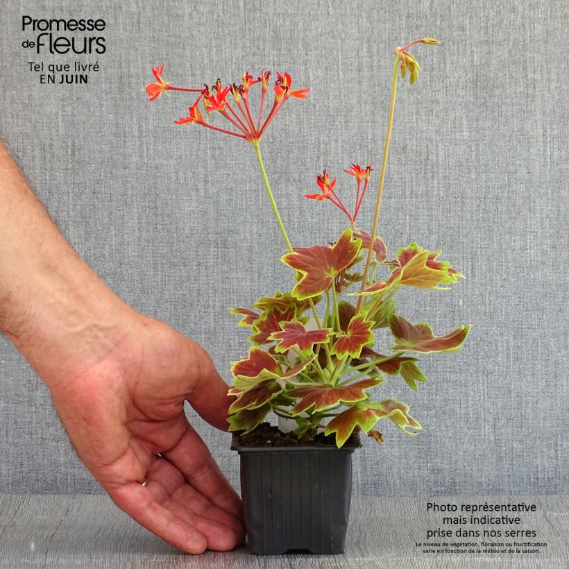 Pelargonium Vancouver Centennial 7/8 cm pot sample as delivered in spring