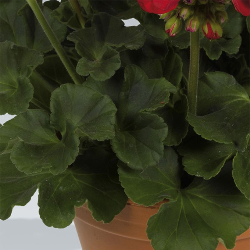 Pelargonium Victor (Foliage)