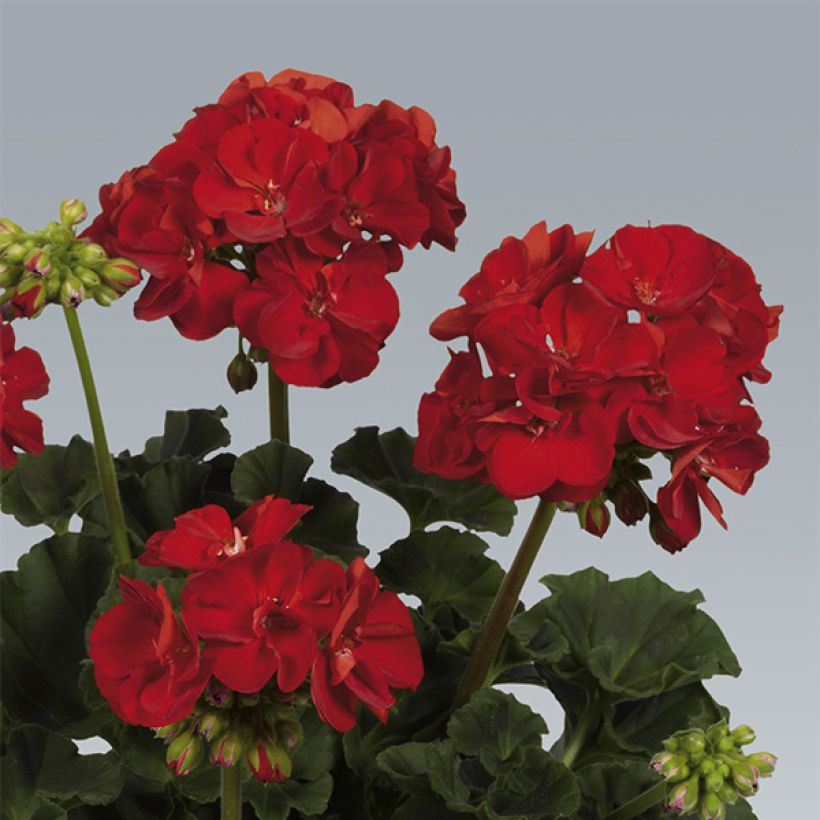 Pelargonium Victor (Flowering)