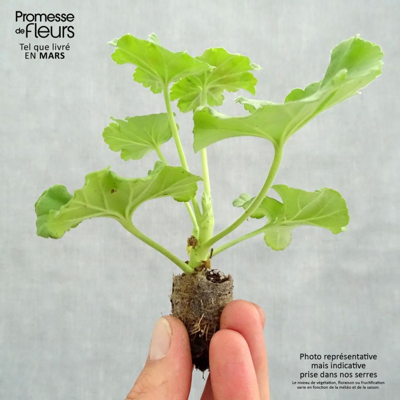 Pelargonium Victor Plug plant 3/4cm sample as delivered in spring