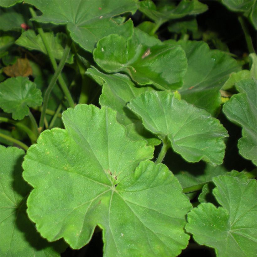 Pelargonium Iceberg (Foliage)