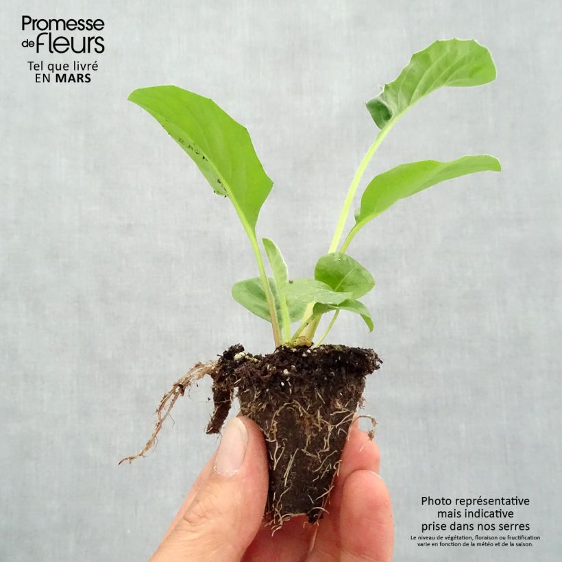 Gerbera Garvinea Sweet Sweet Glow Plug plant 1.5/2.5 cm sample as delivered in spring
