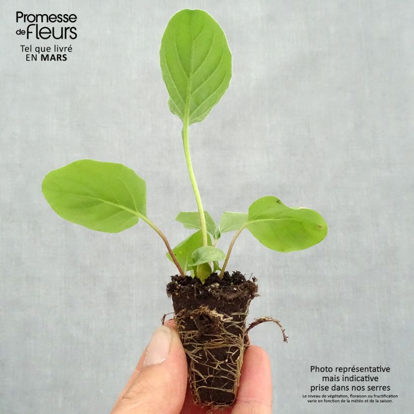 Gerbera Sweet Heart Plug plant 1.5/2.5 cm sample as delivered in spring