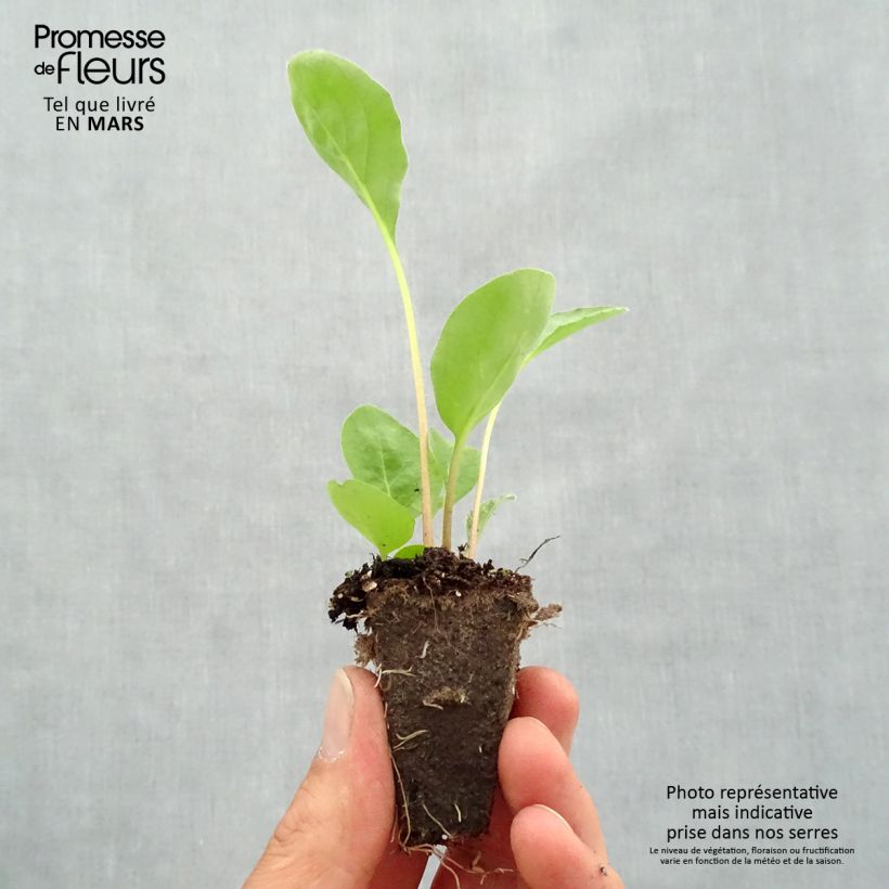 Gerbera Garvinea Sweet Sweet Love Plug plant 1.5/2.5 cm sample as delivered in spring