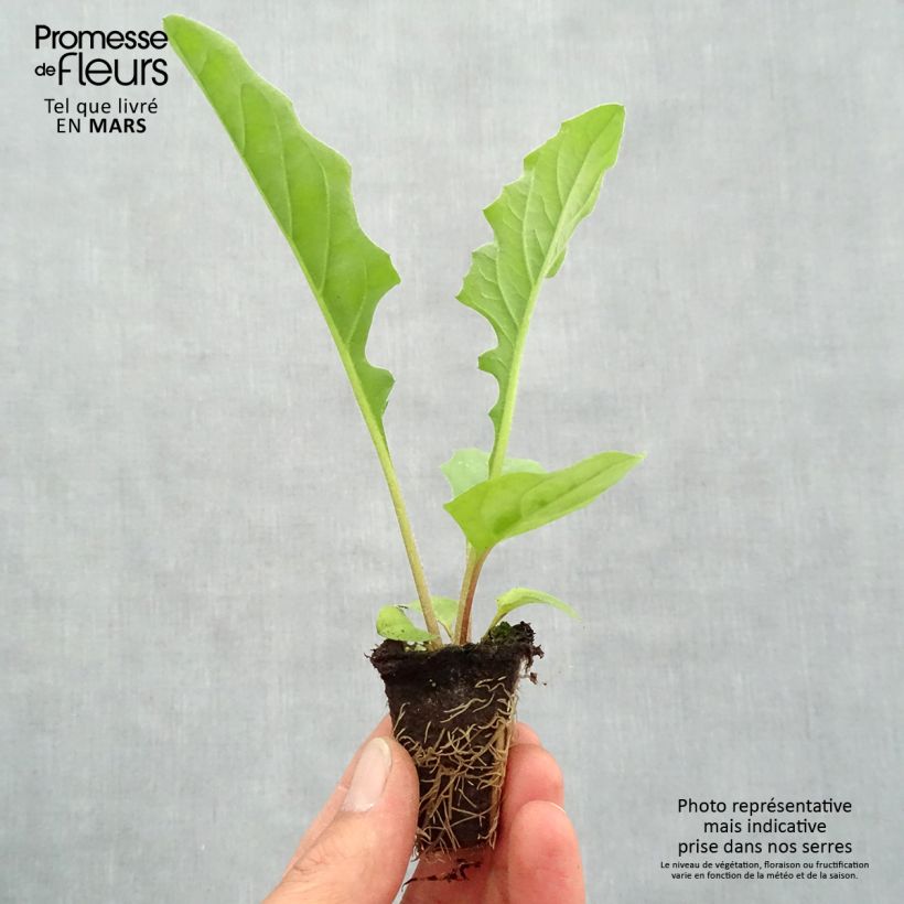 Gerbera Garvinea Sweet Sweet Smile Plug plant 1.5/2.5 cm sample as delivered in spring