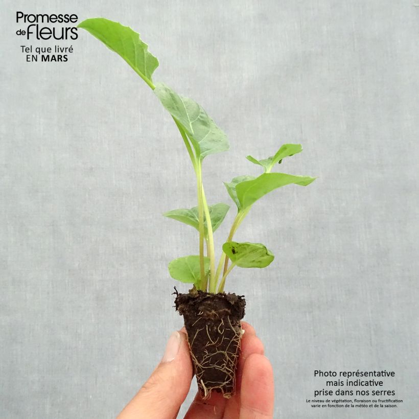 Gerbera Garvinea Sweet Sweet Spice Plug plant 1.5/2.5 cm sample as delivered in spring