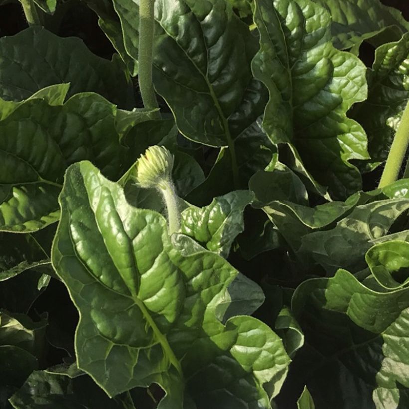 Gerbera Garvinea Sweet Sweet Spice (Foliage)