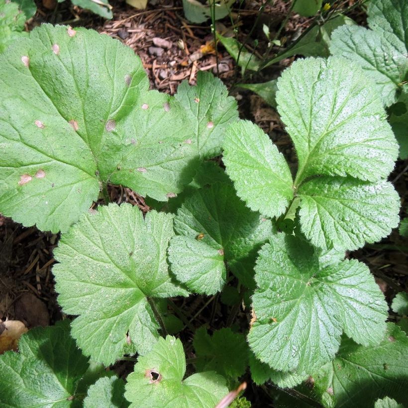 Geum Alabama Slammer (Foliage)