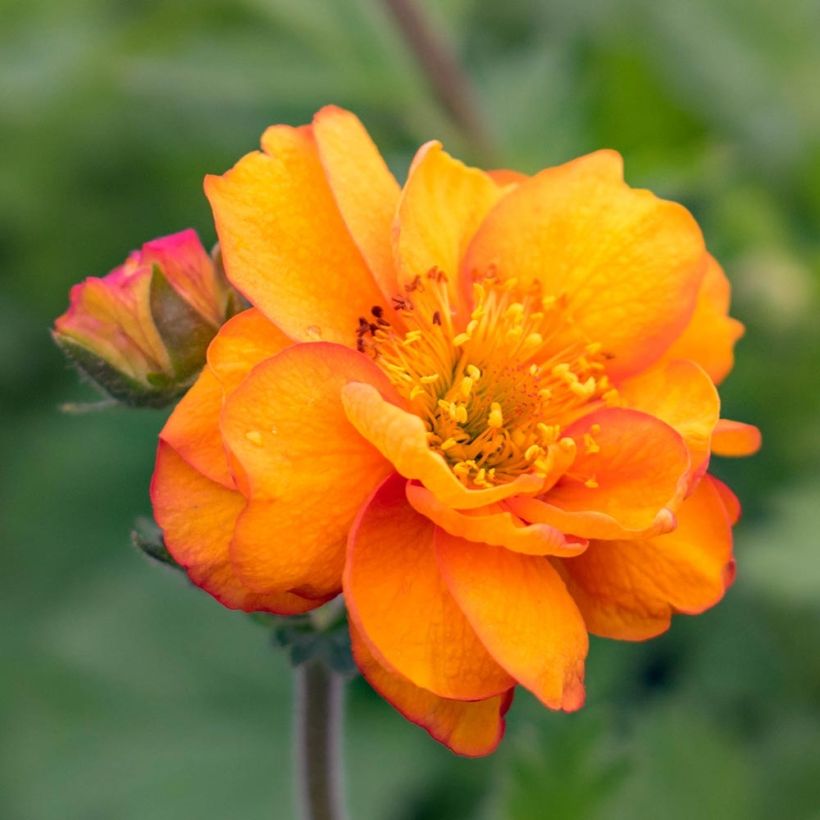 Geum Alabama Slammer (Flowering)