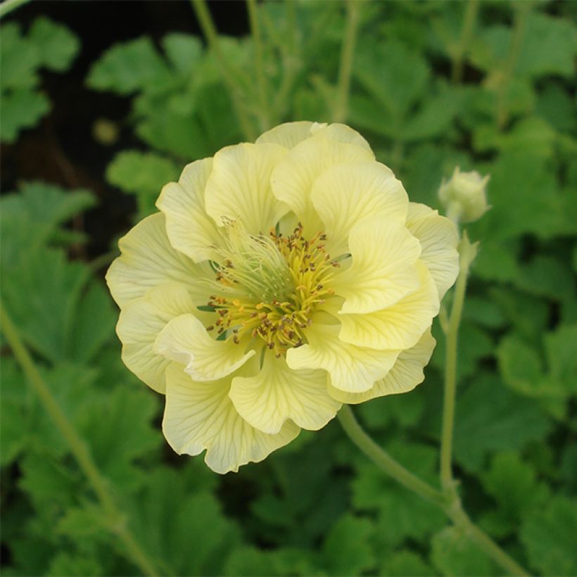 Geum Banana Daiquiri (Flowering)