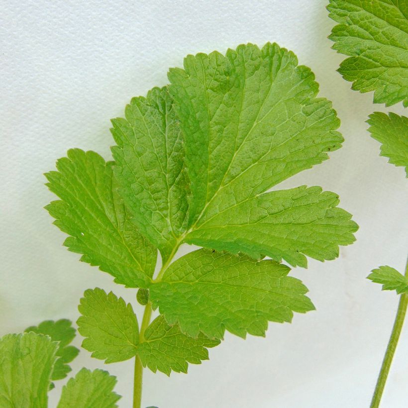 Geum Banana Daiquiri (Foliage)