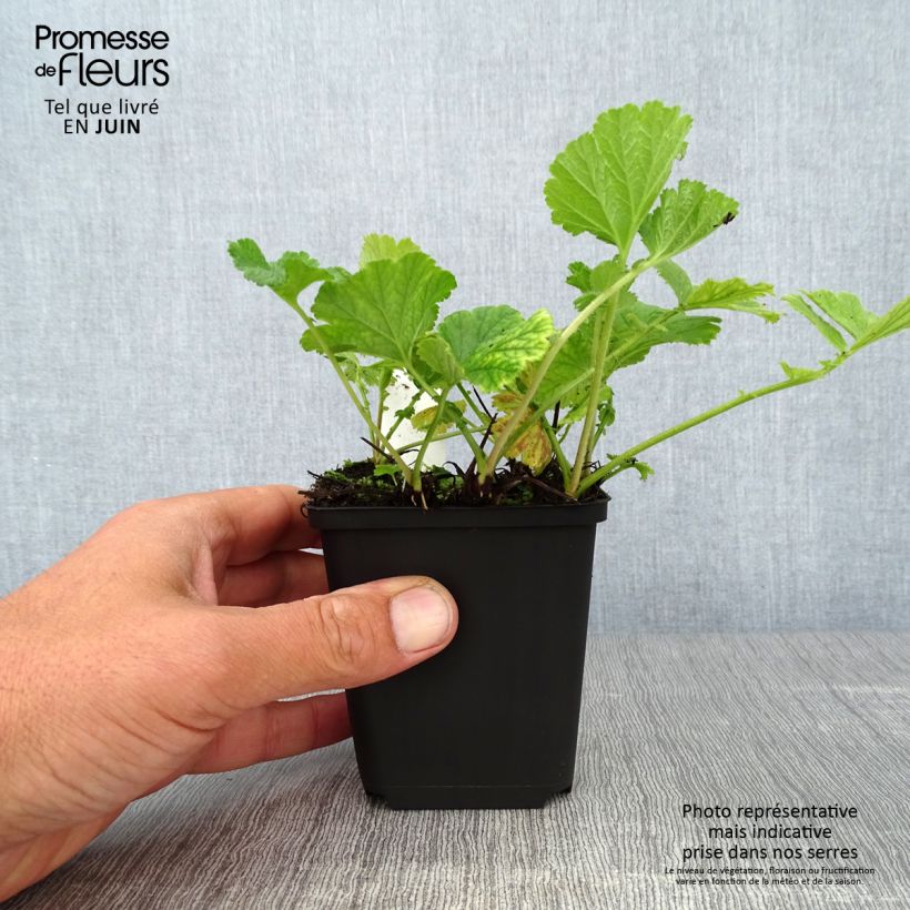 Geum Banana Daiquiri 8/9 cm pot sample as delivered in summer