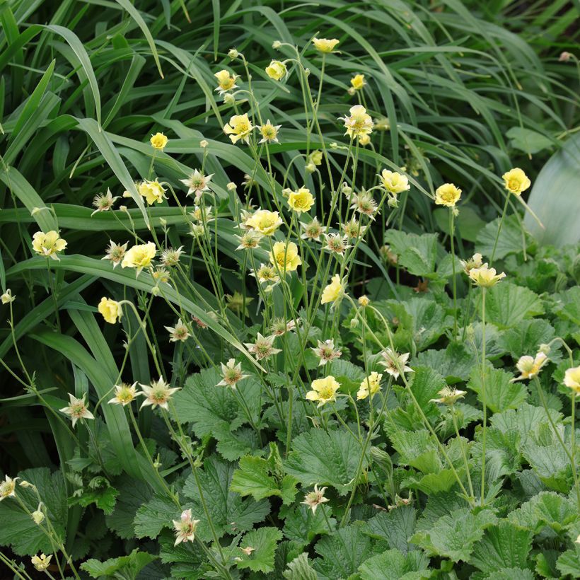 Geum Banana Daiquiri (Plant habit)