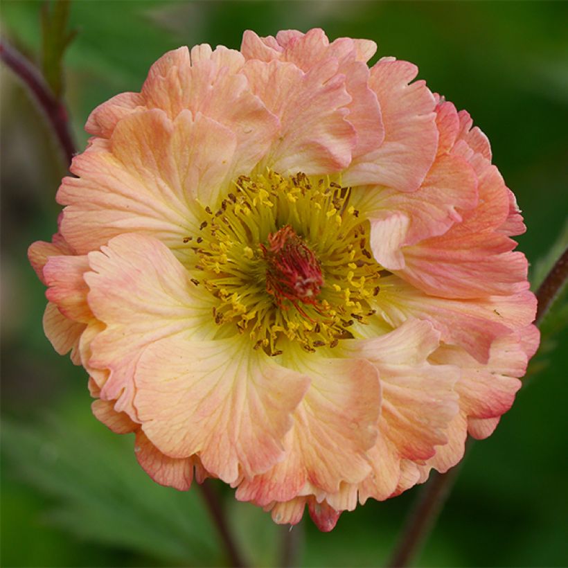 Geum Bell Bank (Flowering)