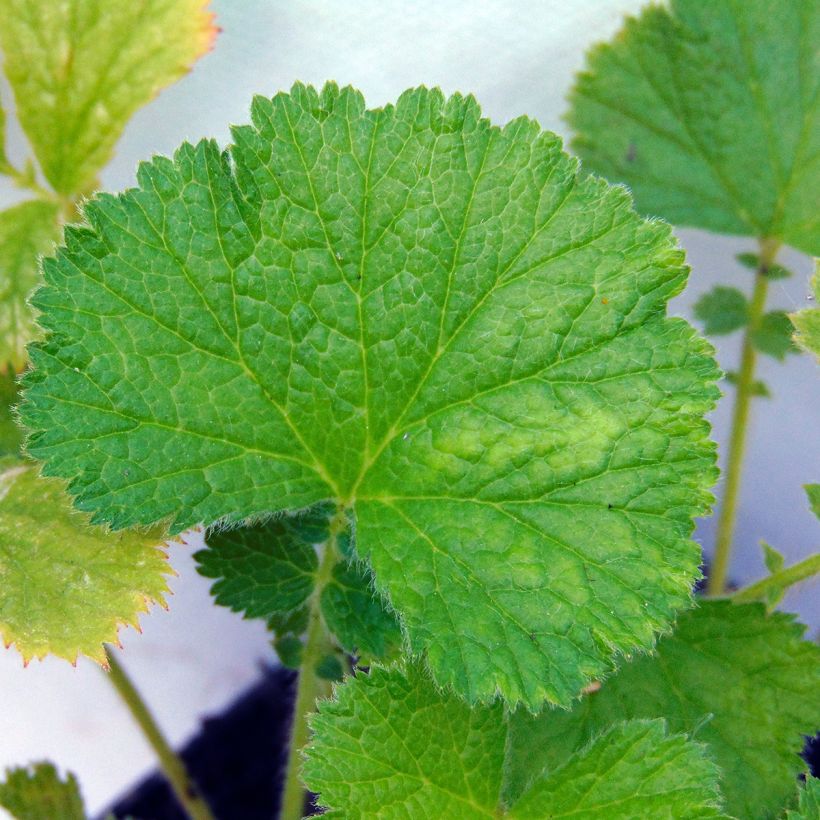 Geum Bell Bank (Foliage)