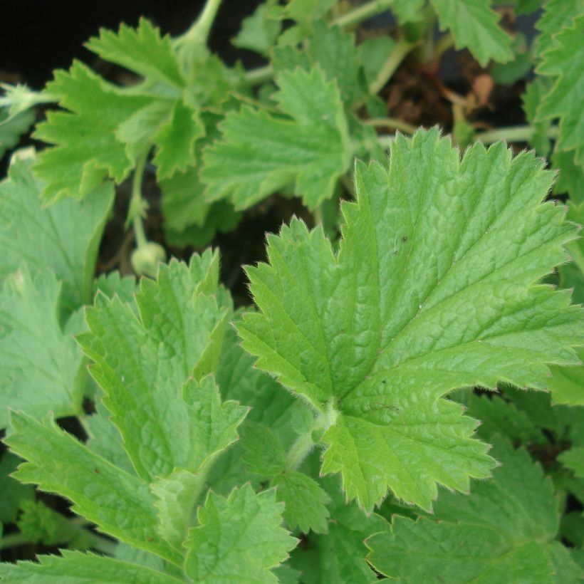 Geum Censation Lipstick (Foliage)