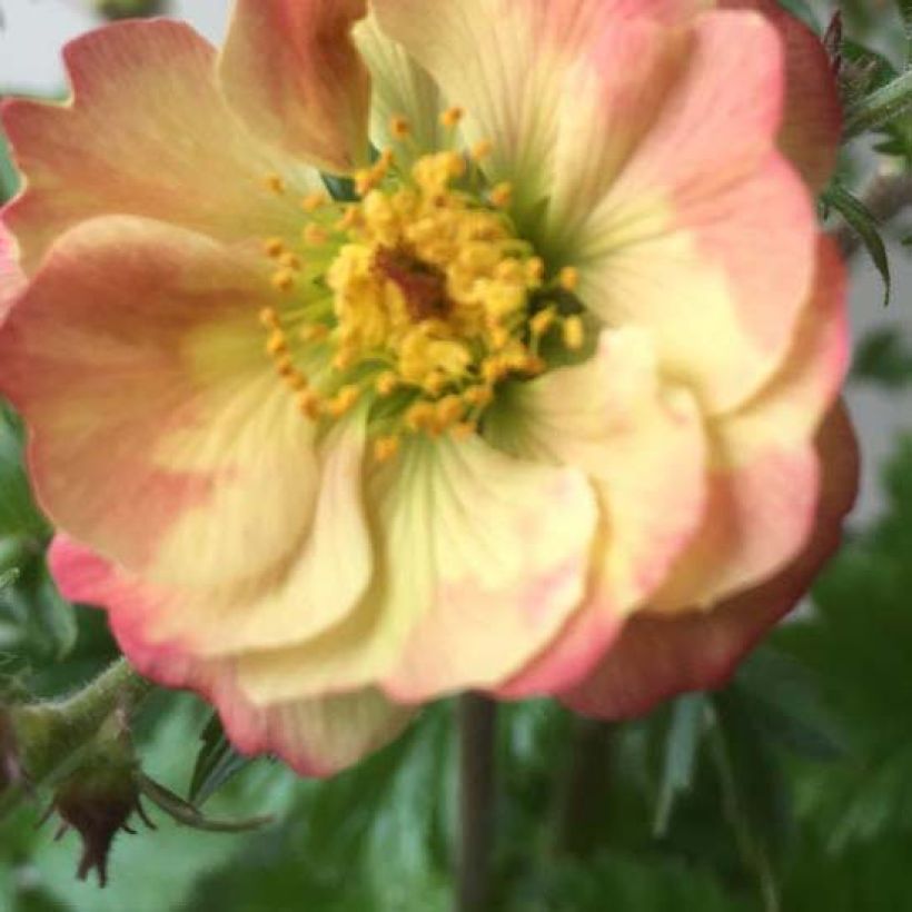 Geum Censation Lipstick (Flowering)