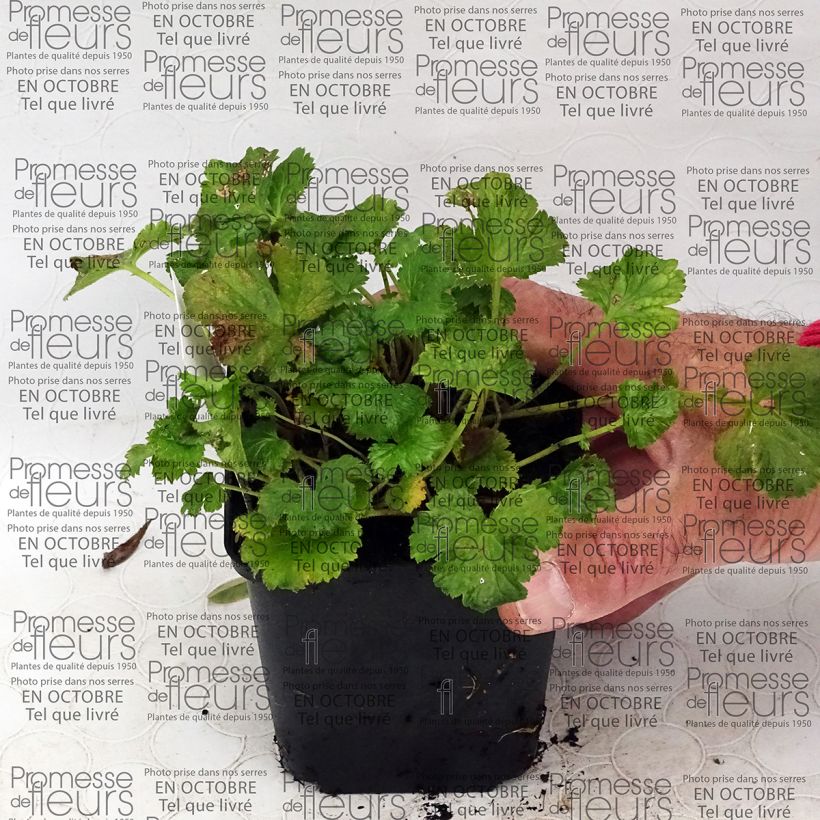 Example of Geum Censation Lipstick 8/9 cm pot specimen as delivered