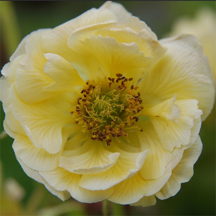 Geum coccineum Cocktail Gimlet (Flowering)