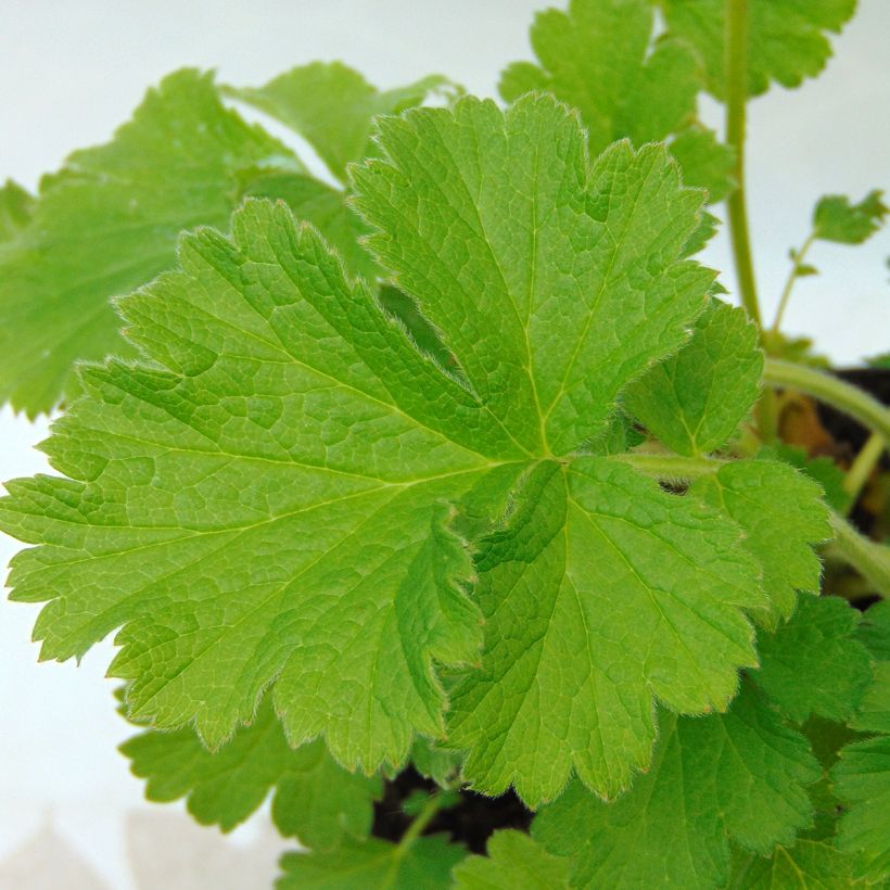 Geum coccineum Cocktail Gimlet (Foliage)