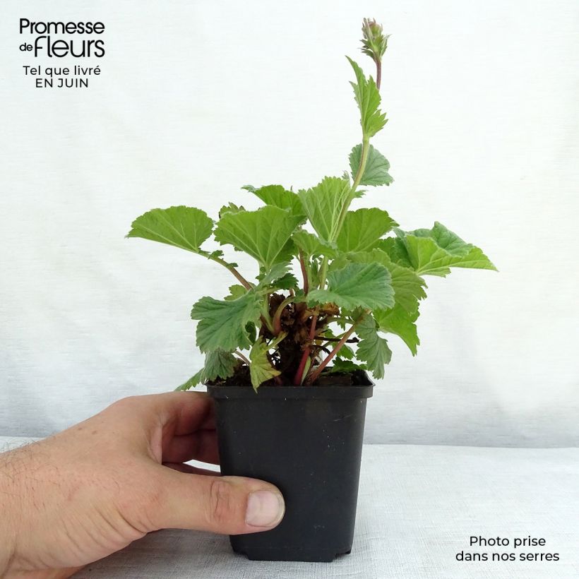 Geum coccineum Cocktail Sea Breeze 8/9 cm pot sample as delivered in summer