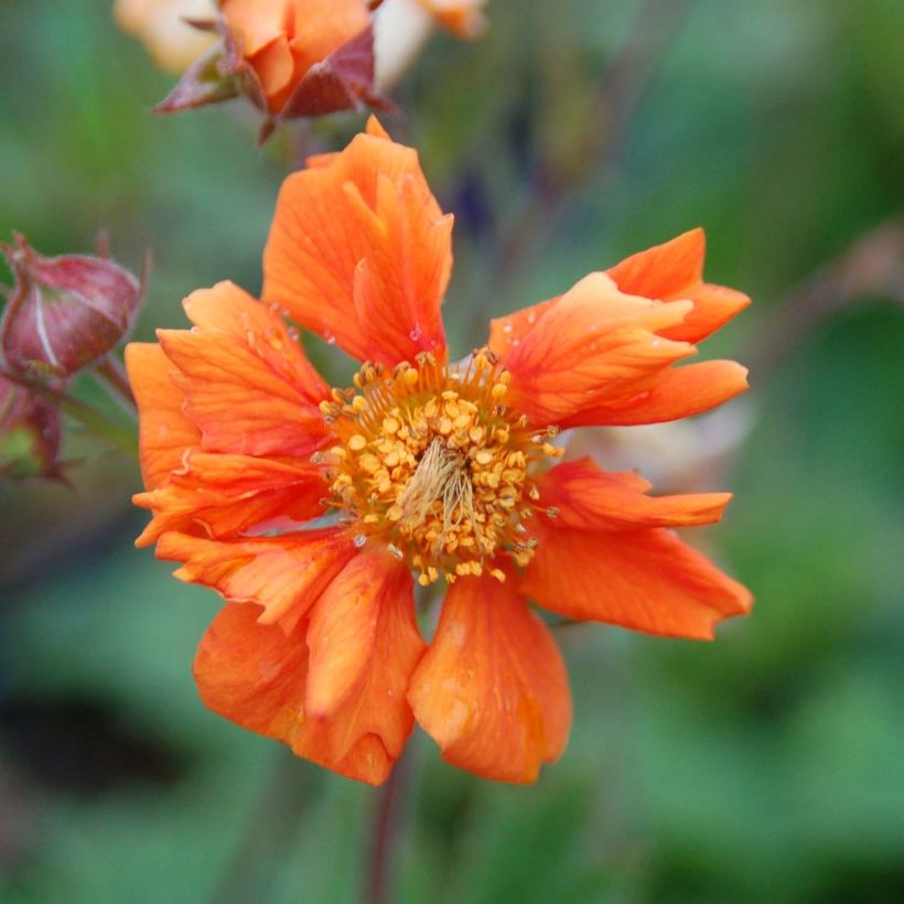 Geum coccineum Cocktail Sea Breeze (Flowering)