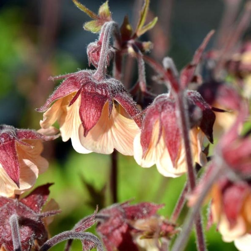 Geum rivale Coppertone (Flowering)