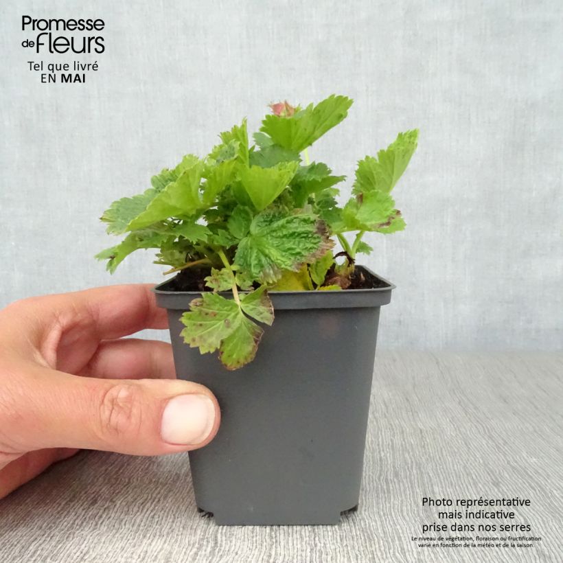 Geum Cosmopolitan 8/9 cm pot sample as delivered in spring
