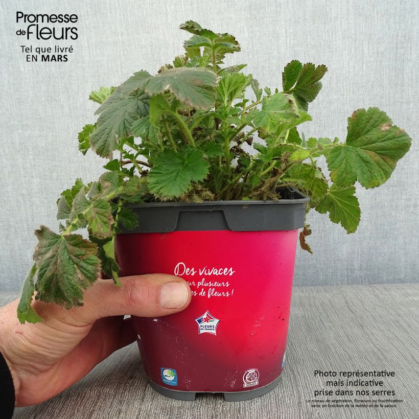 Geum Cosmopolitan 2L/3L pot sample as delivered in winter